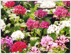 平和の園に咲く花々 平和の園に咲く花々